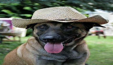Dog With Cowboy Hat Meme Apsgeyser