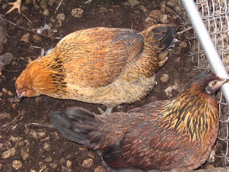 Murray Mcmurray Hatchery Photo Gallery Detail