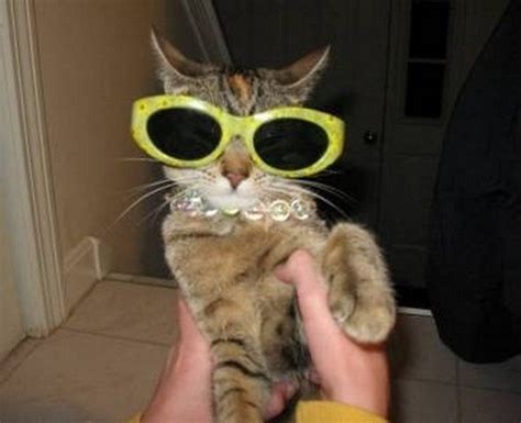 A Gallery Of Cats Wearing Sunglasses