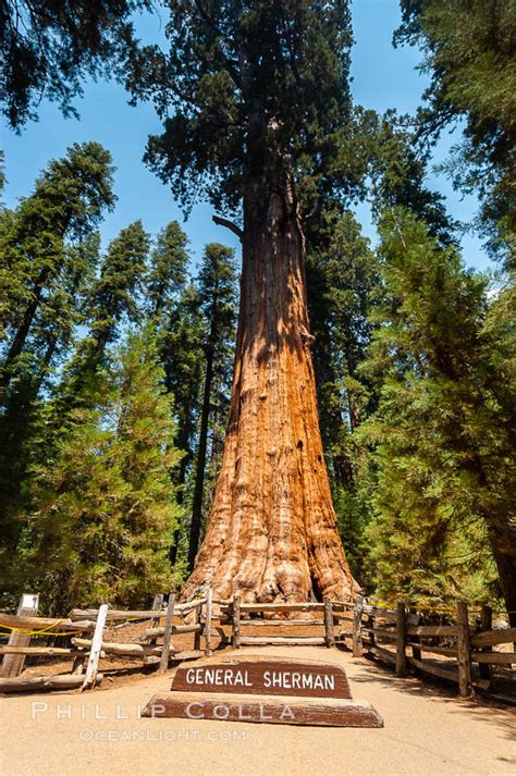 General Sherman Tree Sequoia Np Sequoiadendron Giganteum Giant