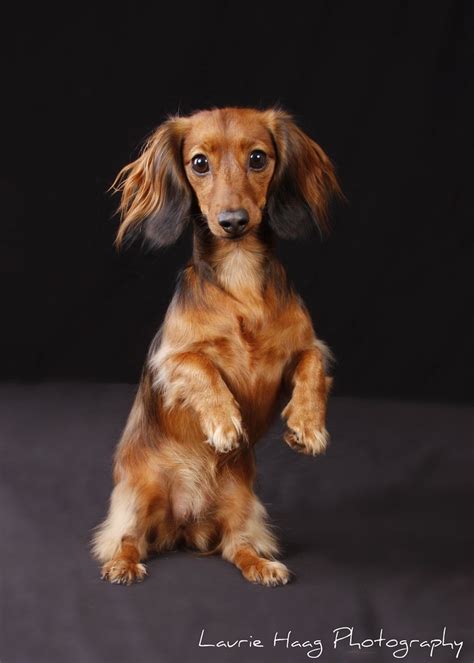 However, according to the study, the miniature dachshund lives longer than a standard dachshund. Supermodel Dachshund | Penny, America's next top dachshund ...