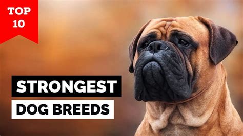 Top 10 Strongest Dog Breeds In The World Youtube