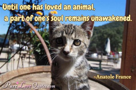 Until one has loved an animal quote. Until one has loved an animal, a part of one's soul remains unawakened. | PureLoveQuotes