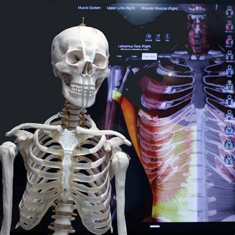 Level 3 Diploma In Anatomy And Physiology Itec Accredited