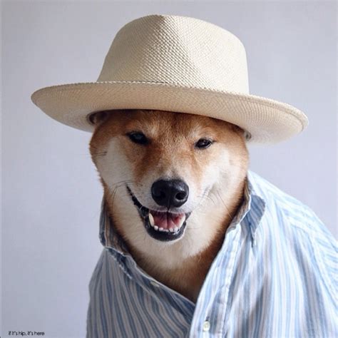 Dogs Who Deserve More Followers Than You Bodhi The Menswear Dog If