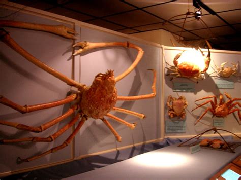 It is hard for fisherman to capture them because of the depth at which they live at. Giant Japanese Spider Crab - Gallery | eBaum's World