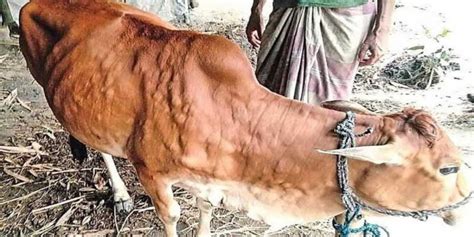گائے کے گوشت اور دود ھ میں خوفناک وائرس ماہرین نے خبردار کر دیا