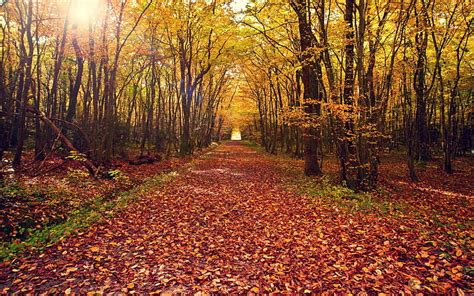 Autumn Forest Trees Yellow Leaves Ground Path Autumn Forest Trees