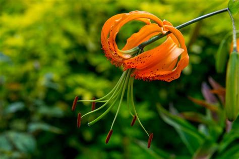 Fleurs de lys  cultiver, soigner et planter  tous les détails