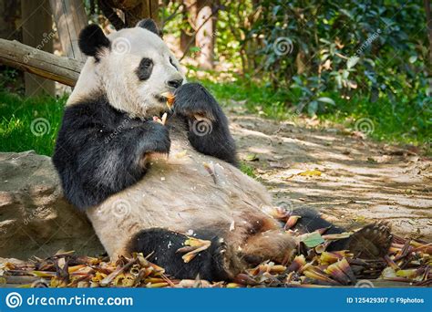 Oso De Panda Gigante En China Imagen De Archivo Imagen De Gigante