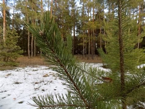 Winter Forest Background Pines Forest Landscape Big Beautiful Green