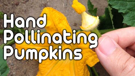 The plant will bare fruit based on. Hand Pollinating Pumpkins! - YouTube