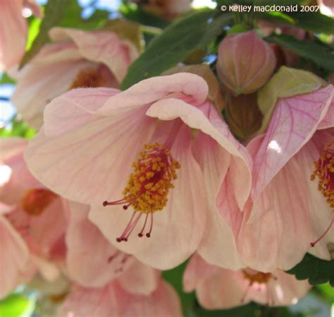 Plantfiles Pictures Abutilon Flowering Maple Lavender Pink