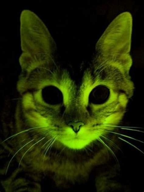 Glowing Cats Shed Light On Aids Bbc News