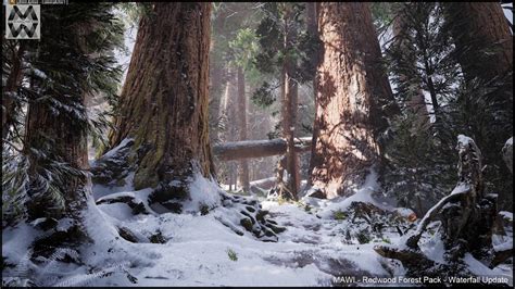 Mawi Redwood Forest Winter Update Youtube