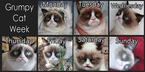 Grumpy Cat Week Monday Tuesday Wednesday Grumpy Cat Cats Gatos Cat