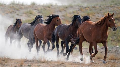 Us Plans More Wild Horse Roundups This Year Than Ever Before Keci