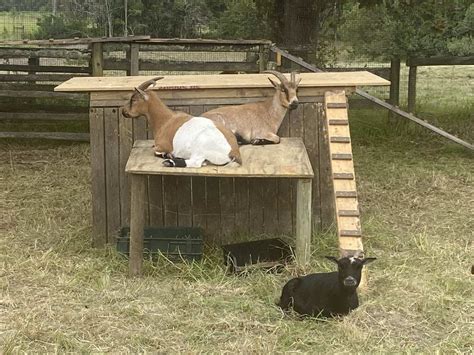 the farmyard jukani wildlife sanctuary plettenberg bay south africa