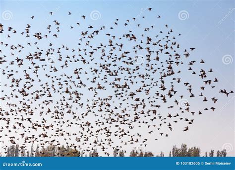 A Swarm Of Birds Stock Image Image Of Multiple Formation 103182605