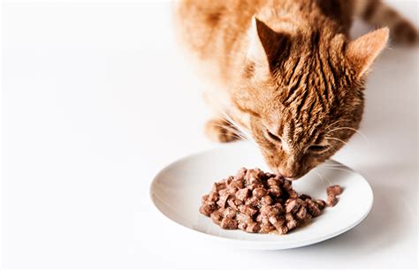 Check spelling or type a new query. Should I feed my cat wet or dry food? - Your Cat
