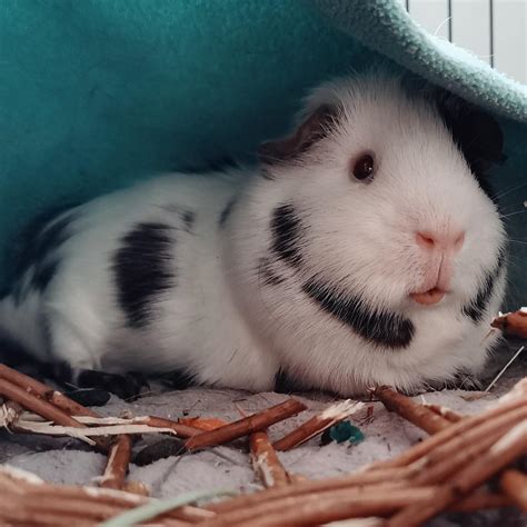 Here Is My Gorgeous Dalmation Pig 💖 😍 Whiskey 🐮 Rguineapigs