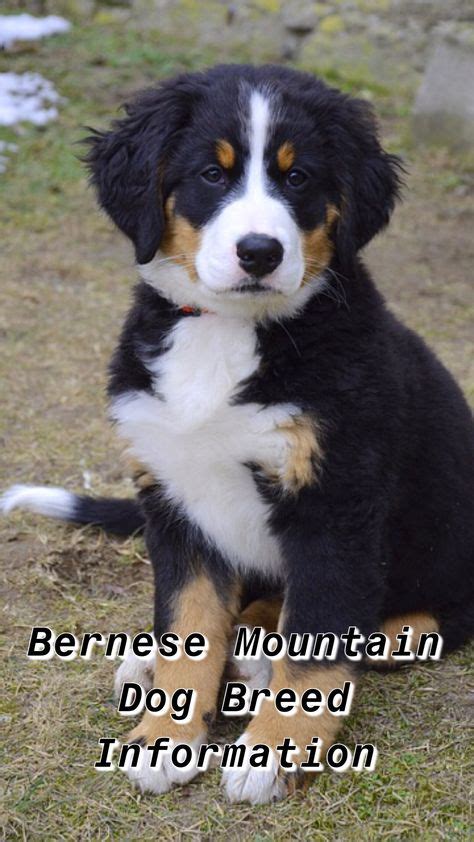 bernese mountain dog miniature bernese mountain dog info bernice mountain dogs bernes mountain ...