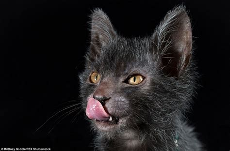 Through Golden Eyes Unique Breed Of Felines Christened Werewolf Cats