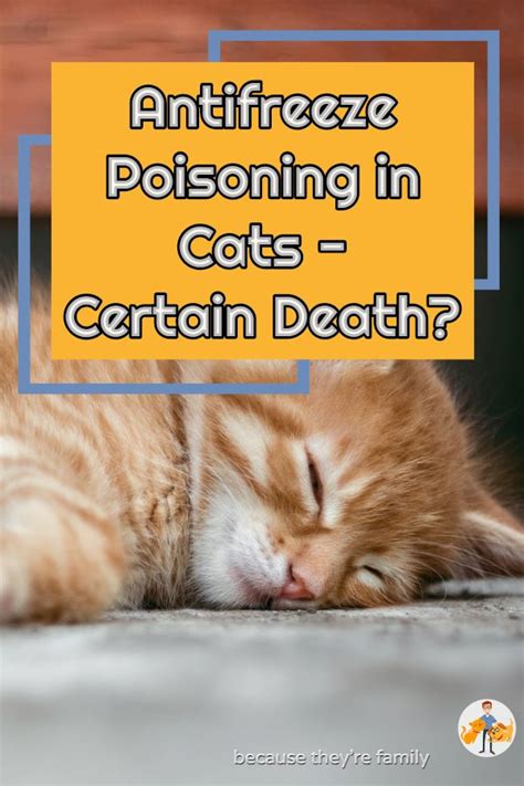 Antifreeze Poisoning In Cats Certain Death Symptoms Treatment
