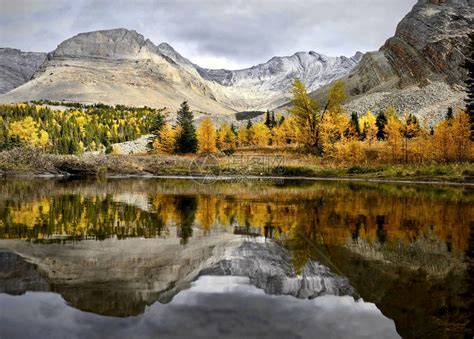 山中的高山湖泊与秋季落叶松树的倒影卡那纳斯基加拿大落基山脉的秋天森林坎莫尔艾伯高清图片下载 正版图片504612211 摄图网