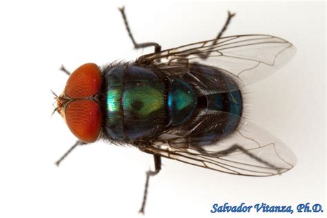 Diptera Calliphoridae Chrysomya Megacephala Oriental Latrine Fly Male