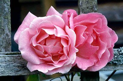 Which ones are best for you will, of course, depend on where you live. Two Climbing Roses for Shade | Climbing roses for shade ...