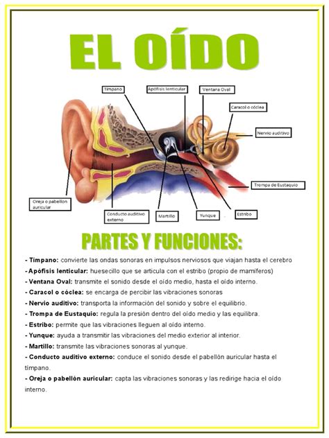 El Oido Sus Partes Y Funciones Oído Anatomía