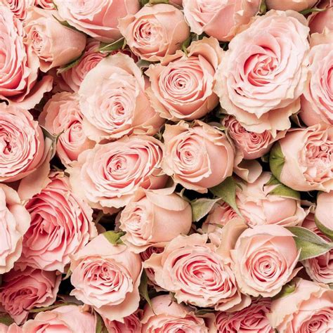Brilliant Stars® Light Pink Spray Rose Esmeralda Farms Wholesale