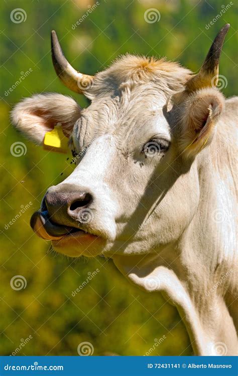 White Cow With Tongue Sticking Out Stock Image Image Of Agriculture