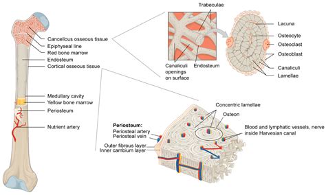 Characteristics Of Osseous Tissue Include Which Of The Following