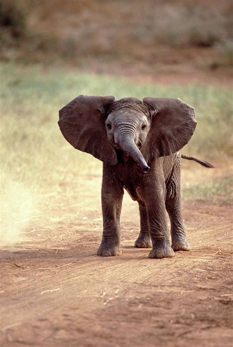 African Elephant Baby Loxodonta Africana Photograph By