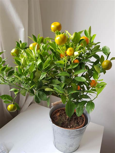 Recently Bought A Small Orange Tree To Keep Indoors No Idea How To