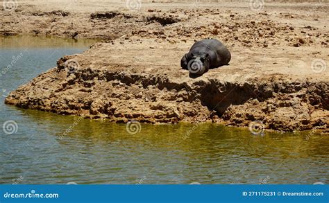 Lazing Around In The Sun A Hippo Lying Near A Watering Hole In The