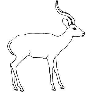 Select from 35657 printable coloring pages of cartoons, animals, nature, bible and many more. Antelope Coloring Sheet