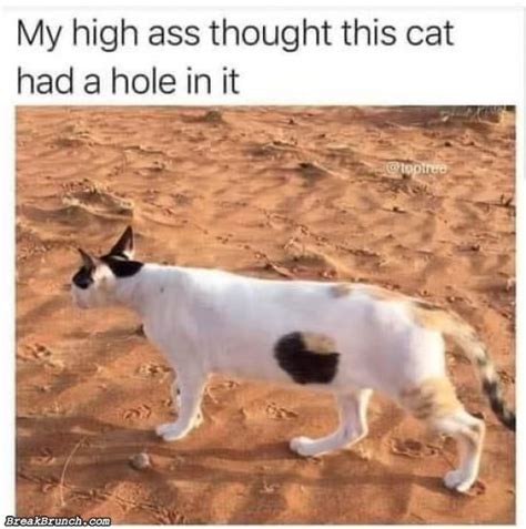 16 Funny Cat Memes Breakbrunch