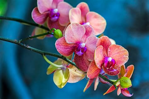 Plants Orchids Vibrant Colorful Flowers Hd Wallpaper