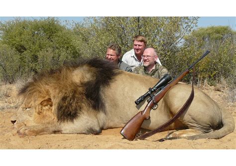 7 Day Lion Hunt For One Hunter In South Africa Includes Trophy Fee