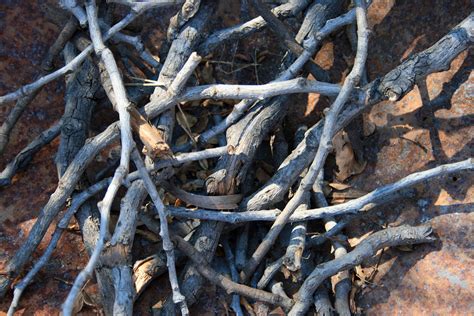Collection Of Dry Twigs Free Stock Photo Public Domain Pictures