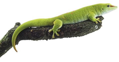 Facts About Geckos Where Do Geckos Live Dk Find Out