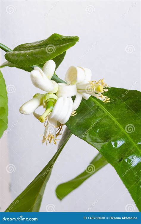 Blooming Lemon Tree Citrus Tree Flowers White Flowers With Yellow