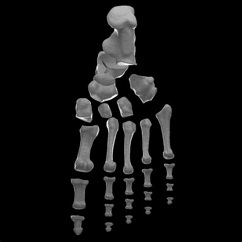 3d Model Foot Bones Skeleton Foot Vr Ar Low Poly Cgtrader