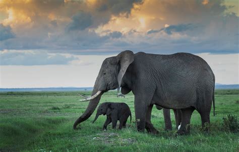 Wallpaper Field The Sky Grass Clouds Elephant Baby Horizon Pair