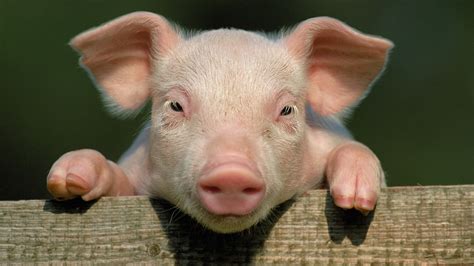 The staff promptly took our wine and coats with smiles. Pig Wallpaper (62+ images)