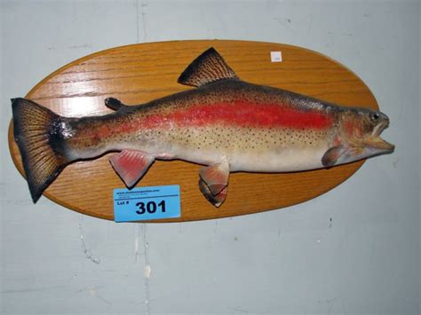 This is a beautiful rainbow trout taxidermy pedestal fish mount, mounted to a custom display base! Professional taxidermied rainbow trout wall mount