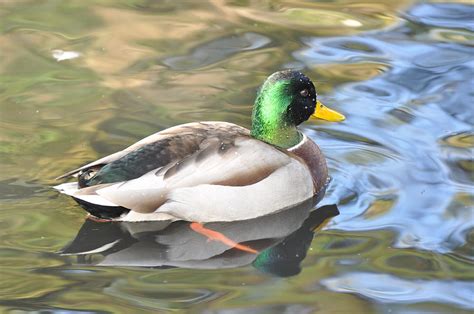 Water Off A Duck S Back Photograph By Paul Kahl Fine Art America